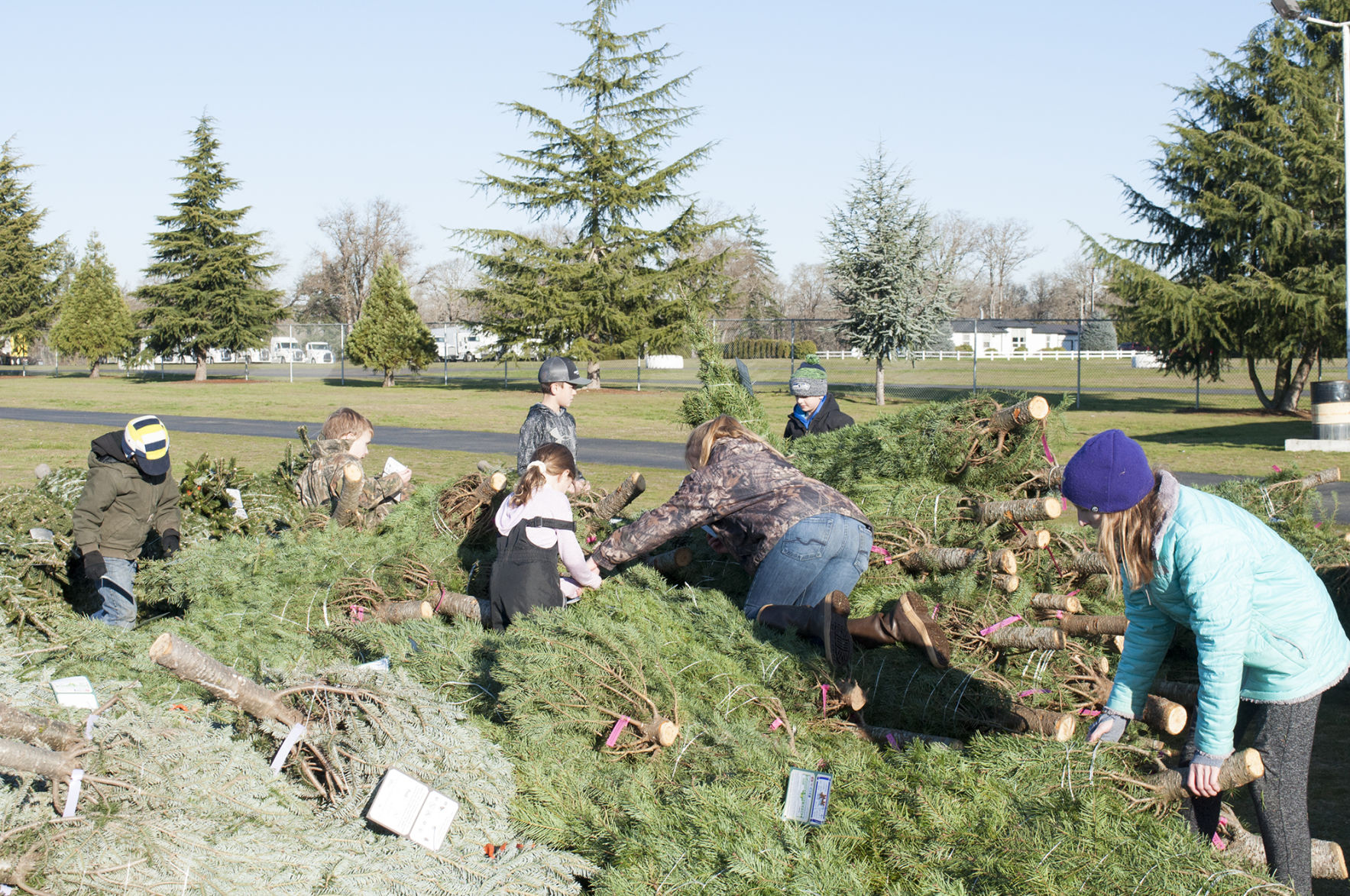 Trees for Troops
